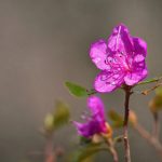 scripthookv最新版本:全面解析新特性与安装指南 359yih5d2